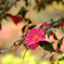 山茶花