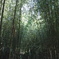 竹林にあらわる聖なるスポット