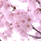 さくら