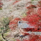 里の四季桜