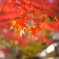 橙