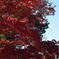 鯱に迫る紅葉
