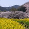 さくら　菜の花　石舞台