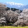 神代桜