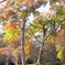 紅葉の庭園