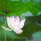 蓮2