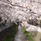 川沿いに咲く桜