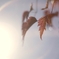 紅い葉探し