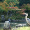 紅葉狩りのお客人