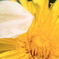 Tanpopo