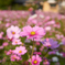 秋桜
