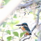 野鳥