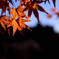 青と紅