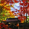 永源寺紅葉