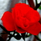 薔薇