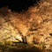 一心行夜桜