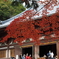 神護寺の紅葉１