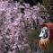春うらら