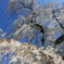 流桜