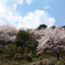 桜空