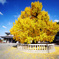 京都紅葉巡り