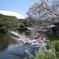 東京ドームを望んで桜
