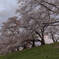 夕暮れの桜並木
