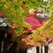 豪徳寺-7