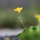路傍の花0421