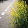 路傍の花（菜の花）