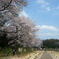 青い空と桜の公園