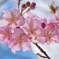 桜咲く