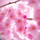 春の光に包まれて