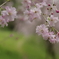 桜小道