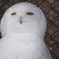 旭山動物園