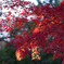 代々木公園