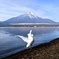 富士山と白鳥