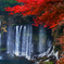秋彩の白糸の滝（燃ゆる）