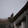 鳥居？
