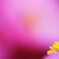 begonia
