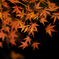 12月に生きる