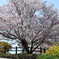 菜の花と桜