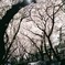 桜坂