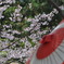 桜の季節