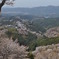 吉野一目千本桜