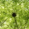 KAEDE NEST