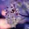 熊坂川河畔の桜
