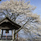 瑠璃寺の桜