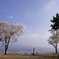 絶景桜