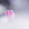 cyclamen